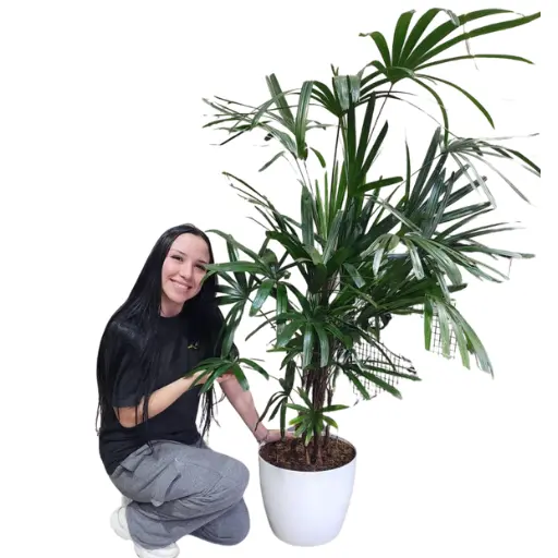 Planta raphis 